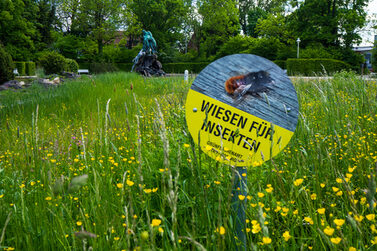 Eine Blühwiese im Rosengarten, im Hintergrund der Sintflutbrunnen