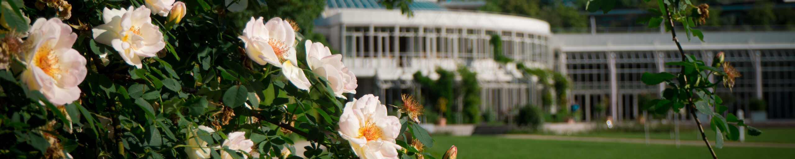 Blick auf das Kongresshaus Rosengarten, im Vordergrund ein Rosenbusch