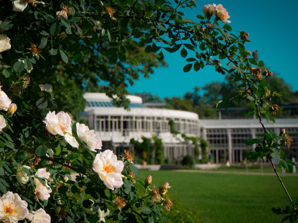 Blick auf das Kongresshaus Rosengarten, im Vordergrund ein Rosenbusch