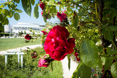Blick auf das Kongresshaus Rosengarten, im Vordergrund eine Rosenblüte