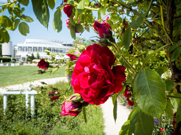 Blick auf das Kongresshaus Rosengarten, im Vordergrund eine Rosenblüte