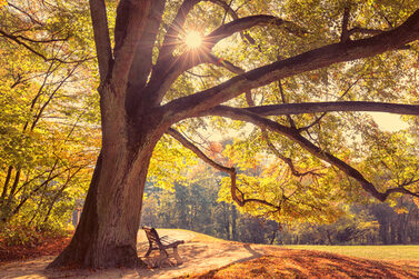 Eine Bank im Hofgarten, die Blätter färben sich braun.