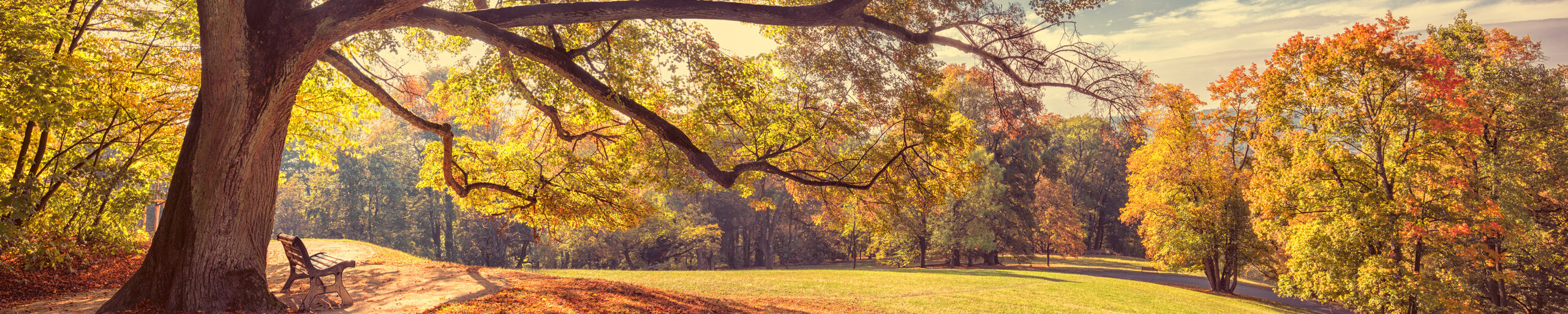 Eine Bank im Hofgarten, die Blätter färben sich braun.