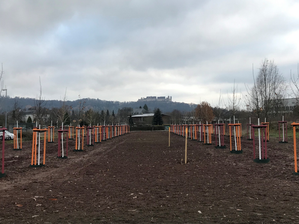 Park der Arten: Eine Allee mit 70 Bäumen