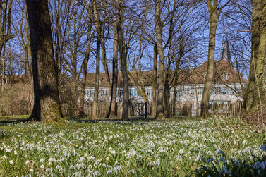 Eine Blumenwiese im Rückertpark in Neuses