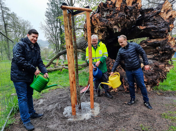 OB Dominik Sauerteig, Bernhard Ledermann und Green-Deal-Koordinator Sven Killenberg gießen die frisch gepflanzte Linde