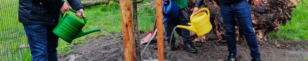 OB Dominik Sauerteig, Bernhard Ledermann und Green-Deal-Koordinator Sven Killenberg gießen die frisch gepflanzte Linde