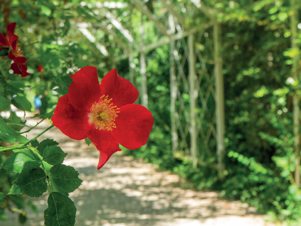 Eine Blume im Rosengarten.