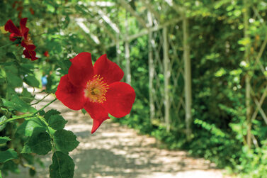 Eine Blume im Rosengarten.