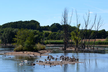 Im Goldbergsee ist das Wasser sehr seicht