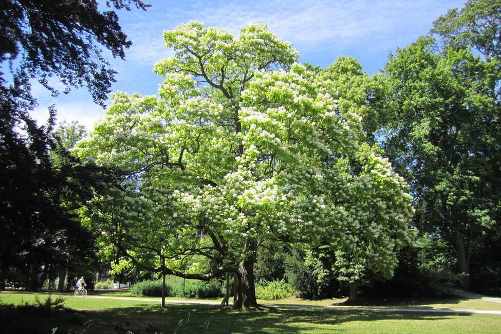 Die Katalpa im Hofgarten