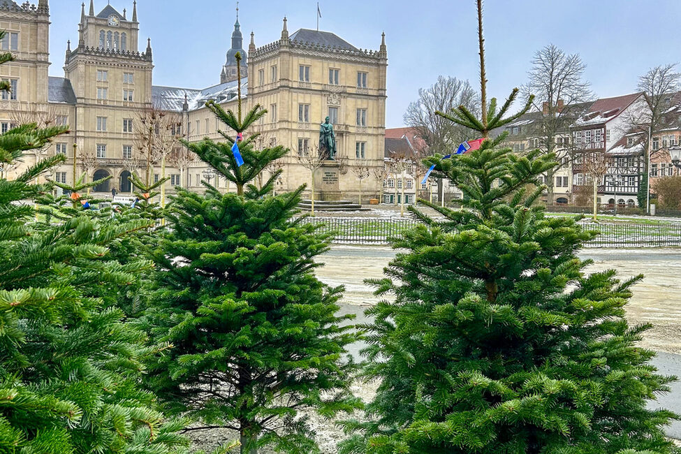 Bis Heiligabend können Sie Weihnachtsbäume auf dem Schlossplatz kaufen.