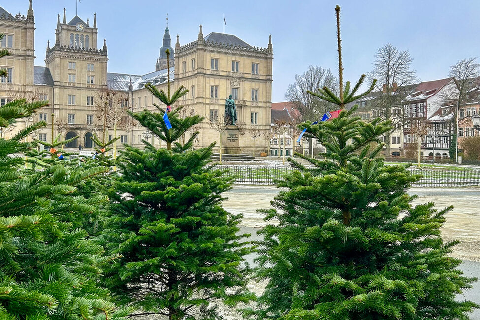 Bis Heiligabend können Sie Weihnachtsbäume auf dem Schlossplatz kaufen.
