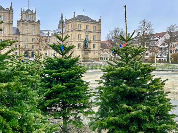 Bis Heiligabend können Sie Weihnachtsbäume auf dem Schlossplatz kaufen.