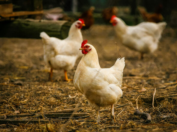 Free,Range,Chicken,On,A,Traditional,Poultry,Farm
