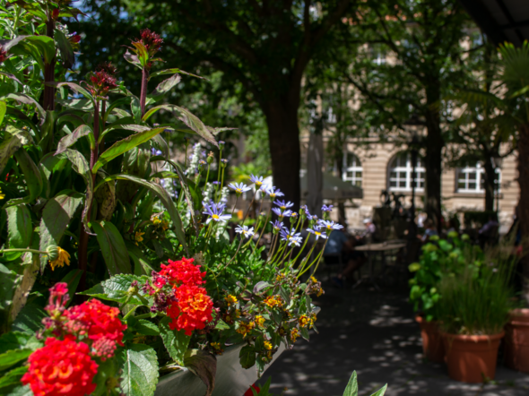 Blumen und Bäume wirken sich positiv auf das Stadtklima aus.