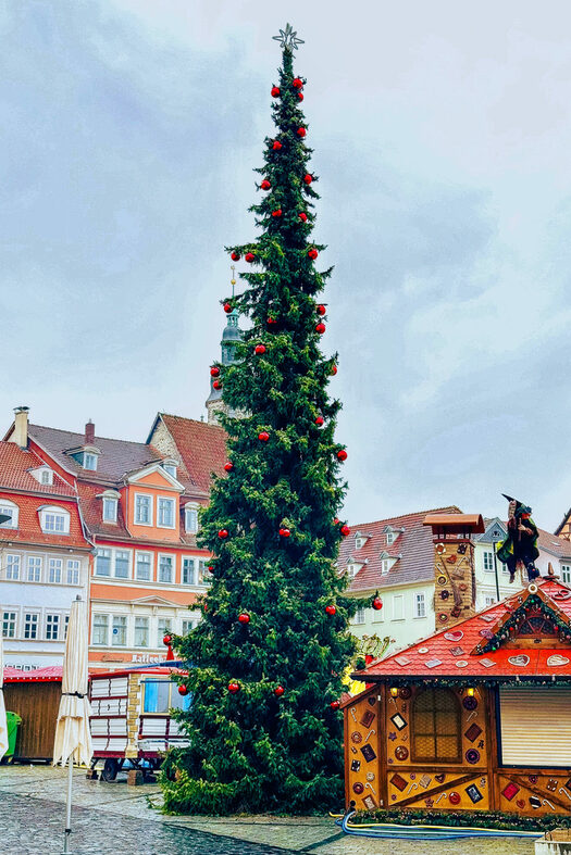 Der Weihnachtsbaum auf dem Coburger Marktplatz geschmückt mit roten Kugeln.