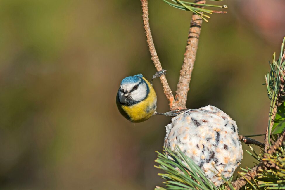 A,Wonderful,And,Colorful,Blue,Tit,Perching,On,A,Pine