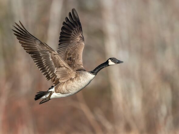 Canada,Goose,Taking,Off,Flying,With,Blurred,Brown,Background,Wings