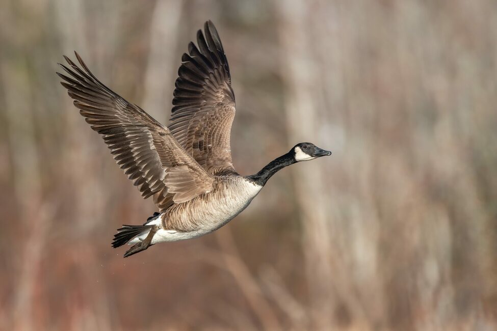 Canada,Goose,Taking,Off,Flying,With,Blurred,Brown,Background,Wings