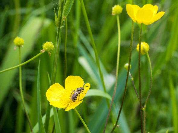 Eine Wespe sitzt auf einer Butterblume