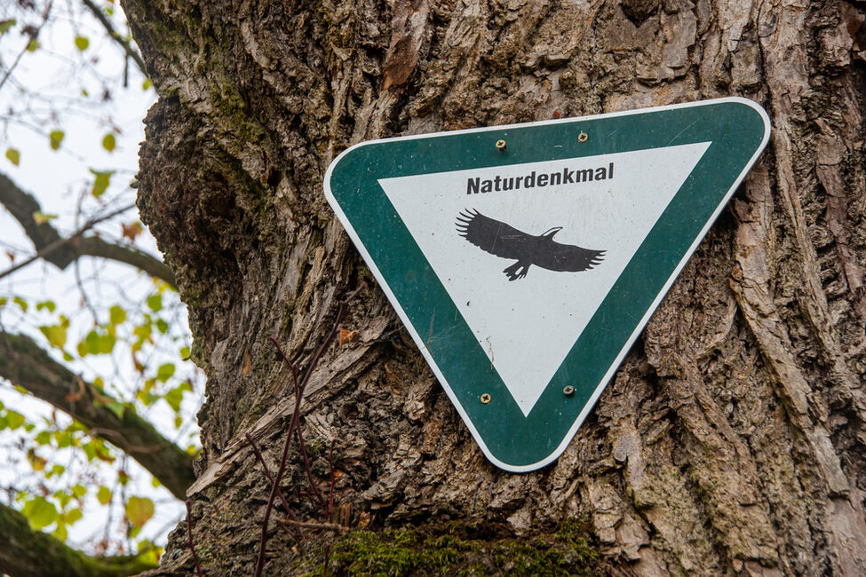 Schild Naturdenkmal an einem Baum