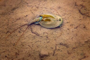 Triops,Cancriformis,Has,A,Very,Fast,Life,Cycle,,And,Individuals