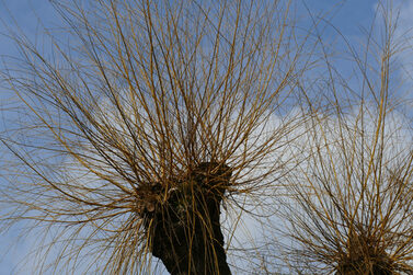 Twigs,And,Young,Shoots,Of,A,Willow,Tree,(salix,Tree)