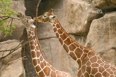 Giraffes,At,The,Philadelphia,Zoo
